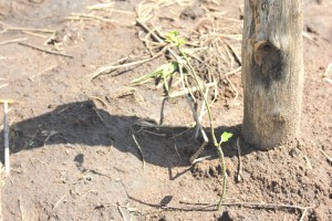 Growing passionfruits