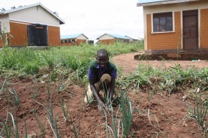 Boniface weeding onions