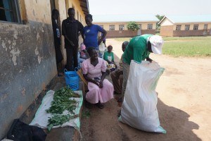 Customer at Lujoro examines garden peas